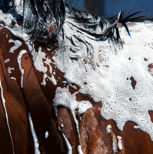 The Complete Guide to Bathing Your Horse: Products, Techniques, and Pro Tips