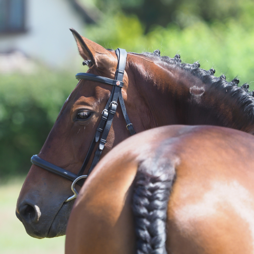 Glossy Coat Secrets: Transform Your Horse from Dull to Dazzling
