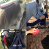 mane and stable Wash & Groom Essentials kit in use