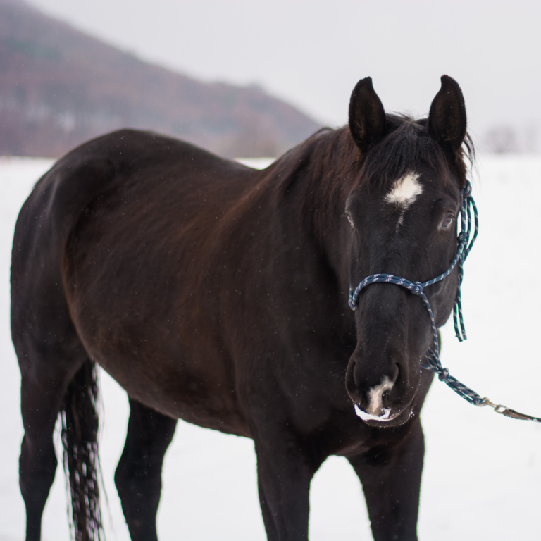 Horse Grooming Tips for Winter