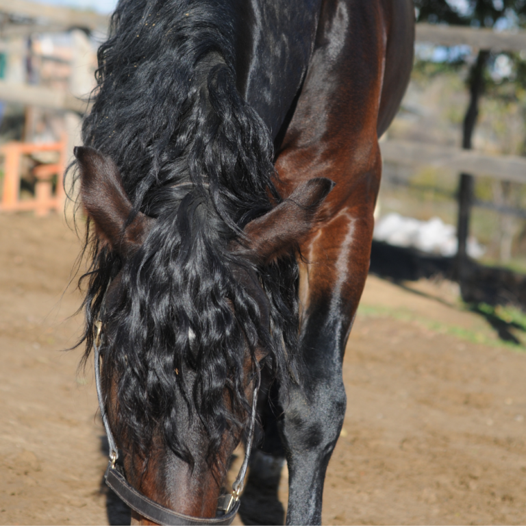 how to grow a thick healthy mane and tail