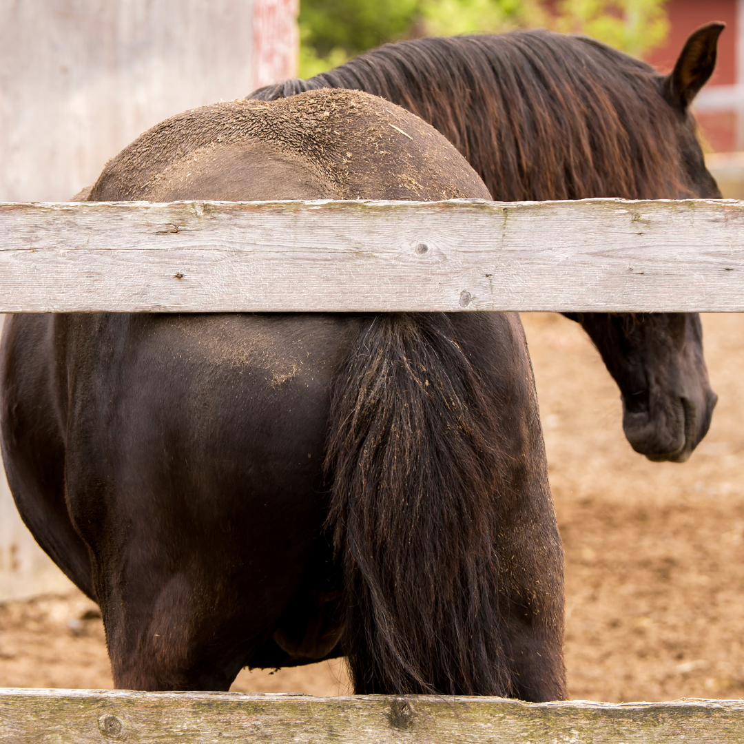 how to care for and groom a horse with sensitive or easily irritated skin