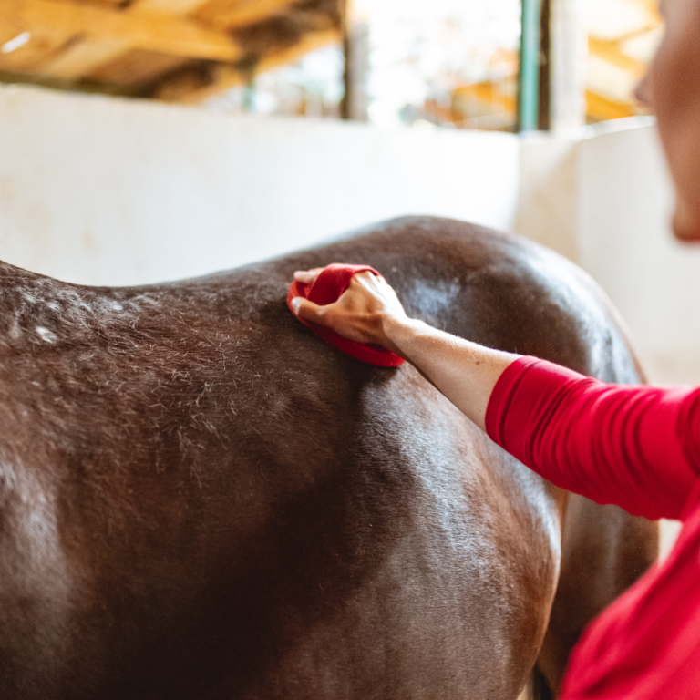 How to introduce grooming to a young or nervous horse