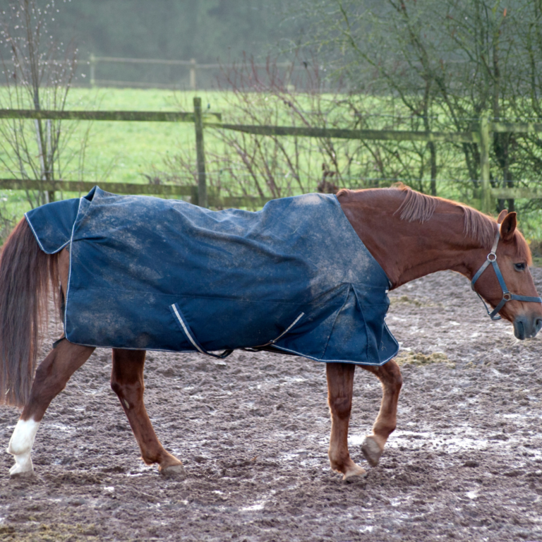 How to treat rain rot in horses