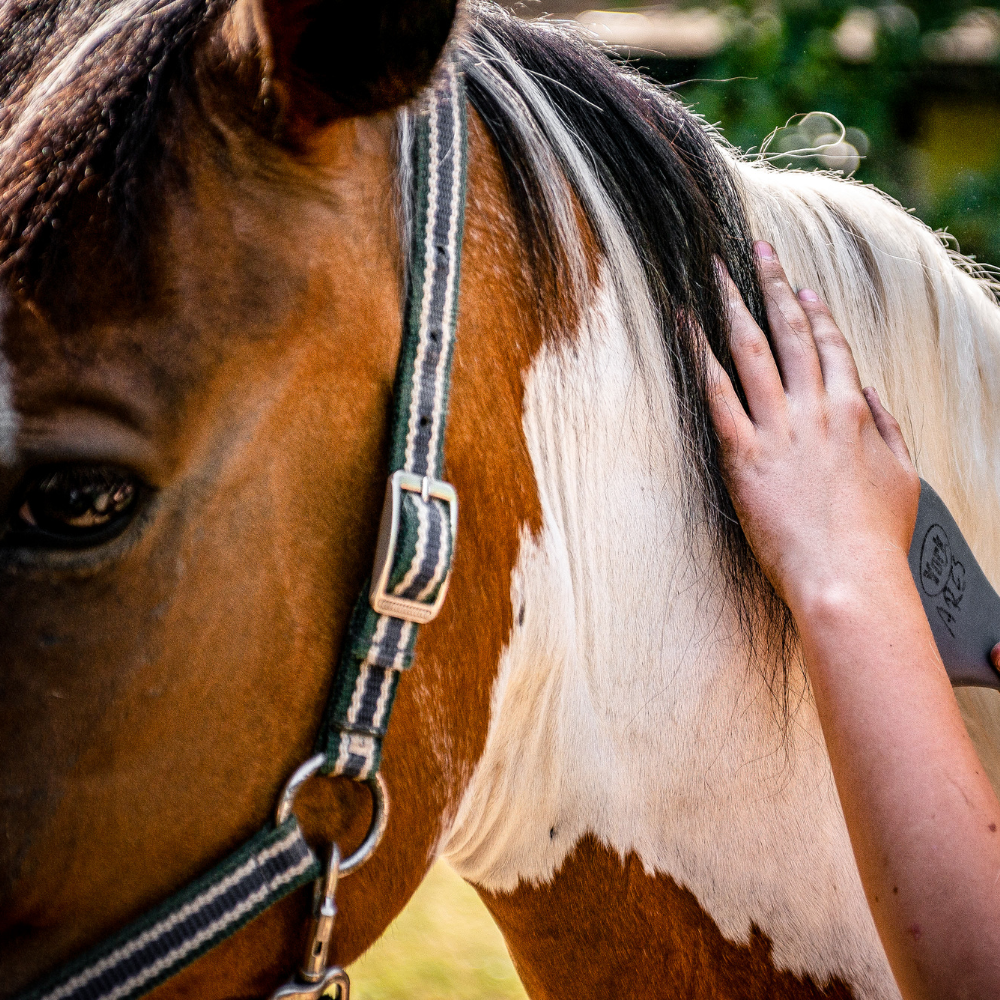 Horse grooming tips for beginners