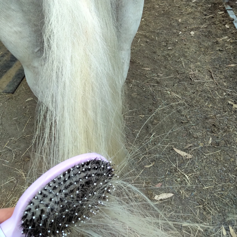 horse tail grooming and care