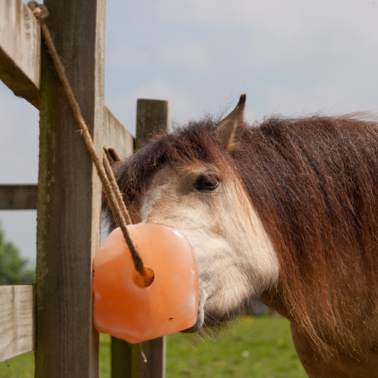 Horse with salt lick
