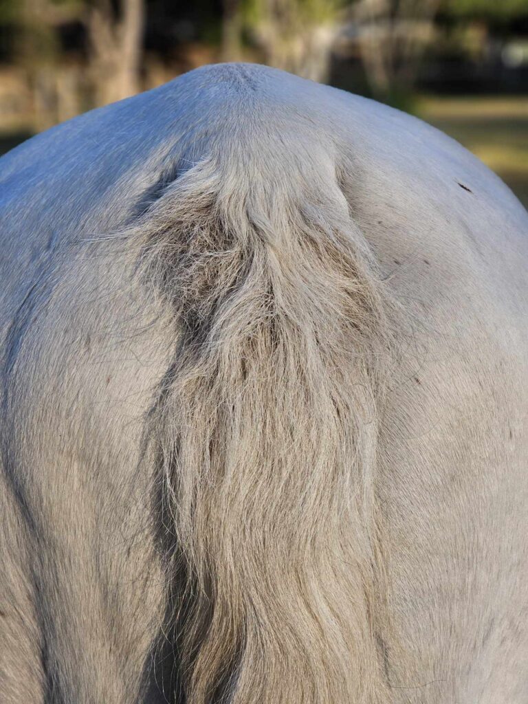 how to prevent horse rubbing tail